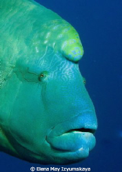 Napoleon wrasse by Elena May Izyumskaya 